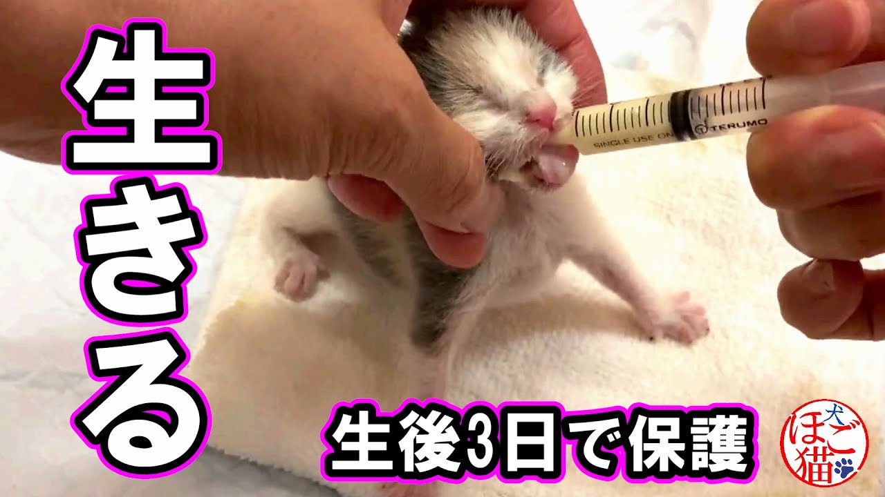 【子猫　保護猫】生後3日の子猫を保護しました　初日