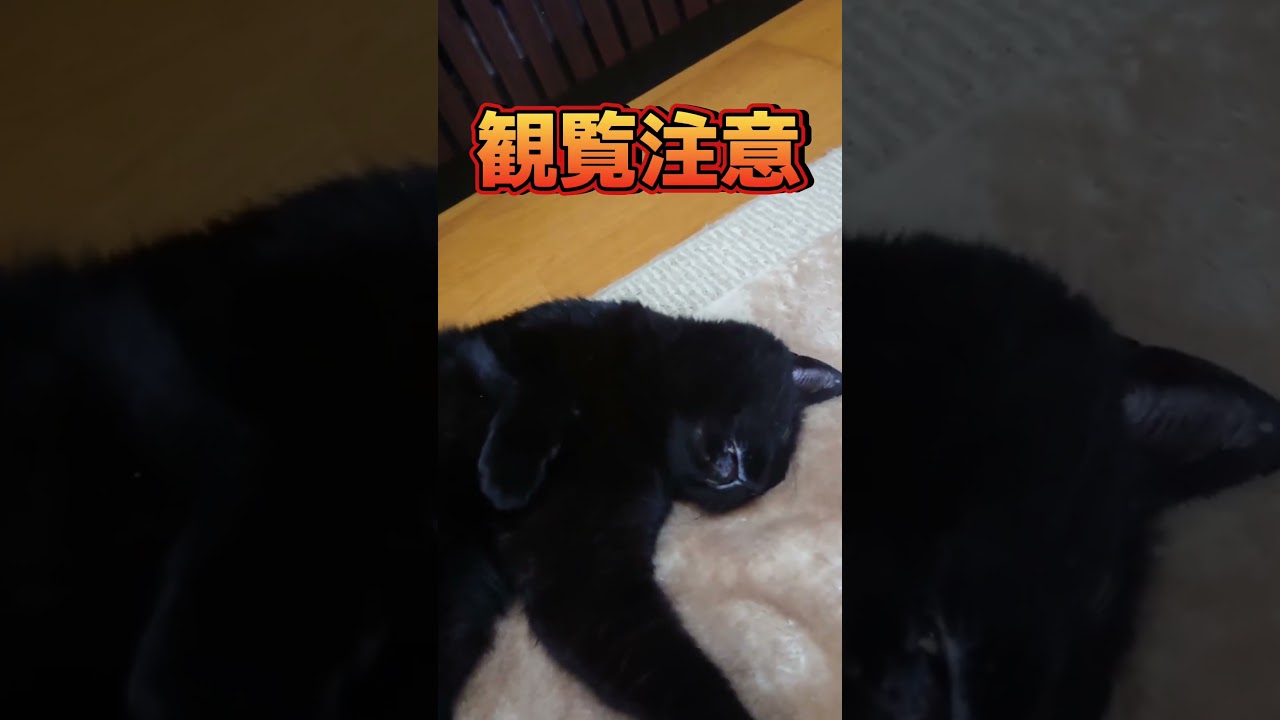 観覧注意！！ #保護猫 #黒猫#猫の日常