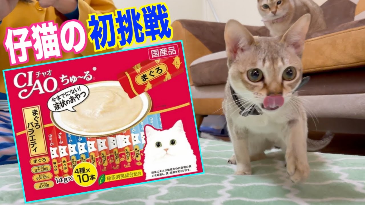 初めてのチュールに大興奮のシンガプーラ