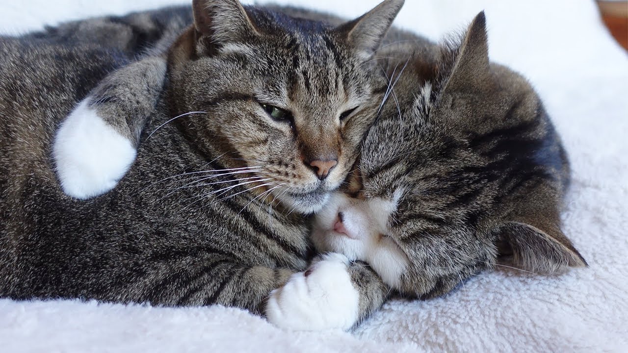 抱っこでお昼寝するねこ。-Cat's cuddle nap.-
