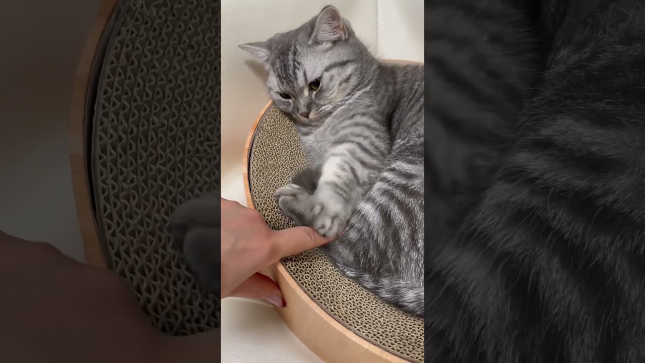 猫に嫌われちゃった😭 #shorts #猫 #マンチカン #cat #kitty #waybackhome #catvideos A#catlover