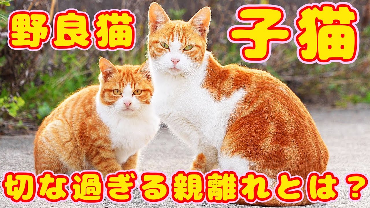 野良猫子猫の切な過ぎる親離れとは？