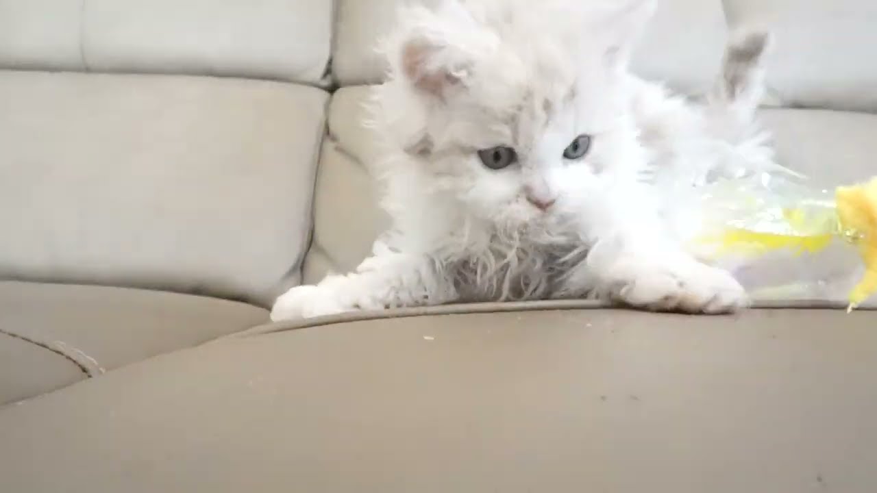 セルカークレックス子猫　2023.1.5産まれ 　クリーム&ホワイト　ロングヘアー　男の子　シーダキャット猫のお店　Selkirk Rex