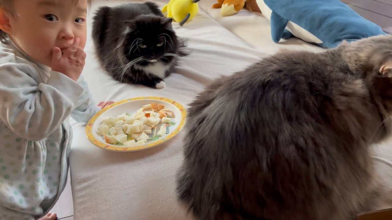 赤ちゃんのオヤツを狙うが赤ちゃんから阻止される猫　ラガマフィン　cat restrained from baby