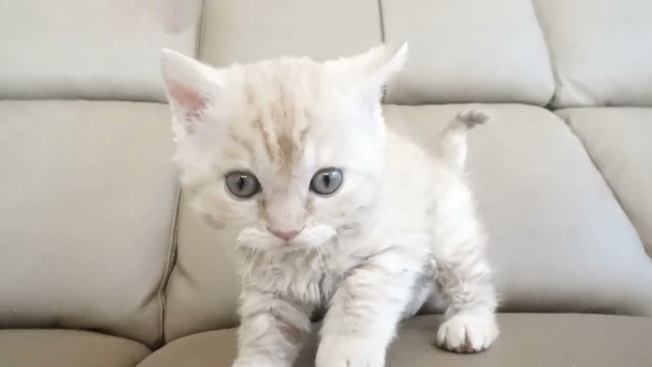 セルカークレックス子猫　2023.1.5産まれ 　クリーム　男の子　シーダキャット猫のお店　Selkirk Rex