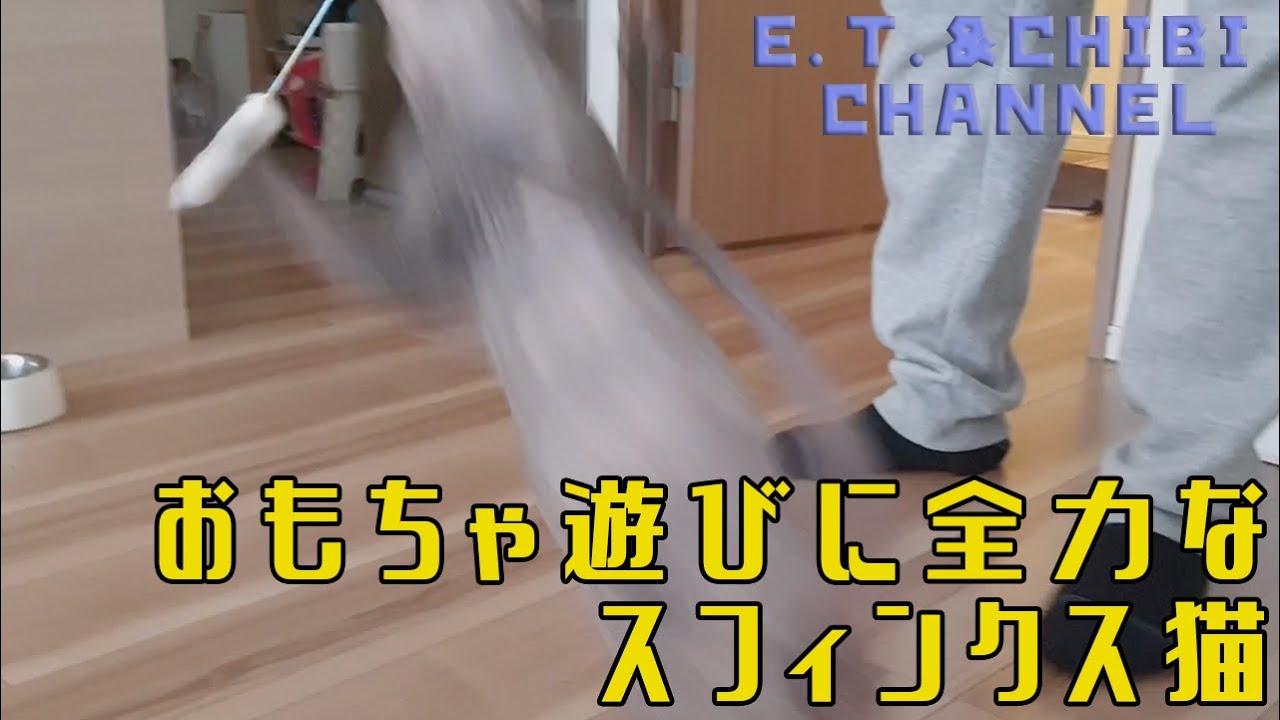 全力でおもちゃ遊びをするスフィンクス猫／Sphinx cat playing with full power