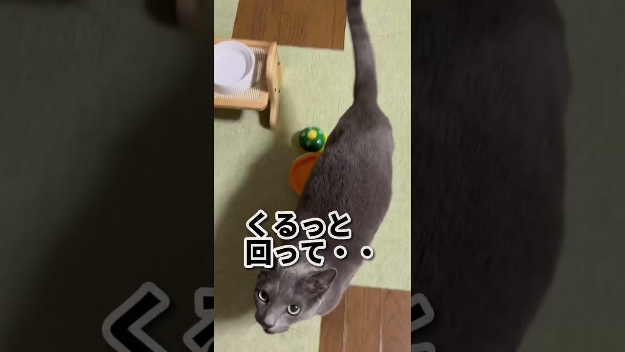 【ロシアンブルー】めろん、今朝も元気なおねだり声いっぱい😊【猫】#shorts