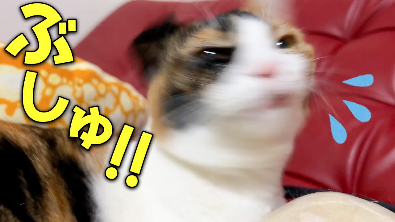 ネコのくしゃみが止まらなくなってしまったので即病院送りにしました。