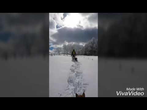 黒柴モモ君、赤柴トトちゃん、スノーシュー@菅平牧場 2017.2