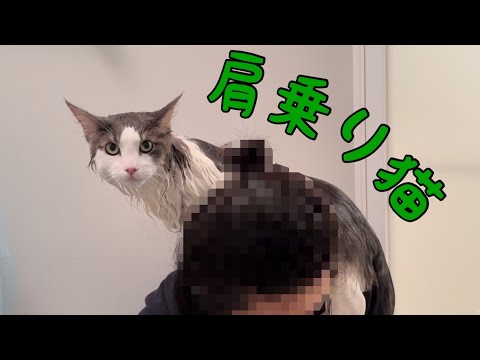 シャワーから逃れるため飼い主の肩に登る猫【メインクーン】