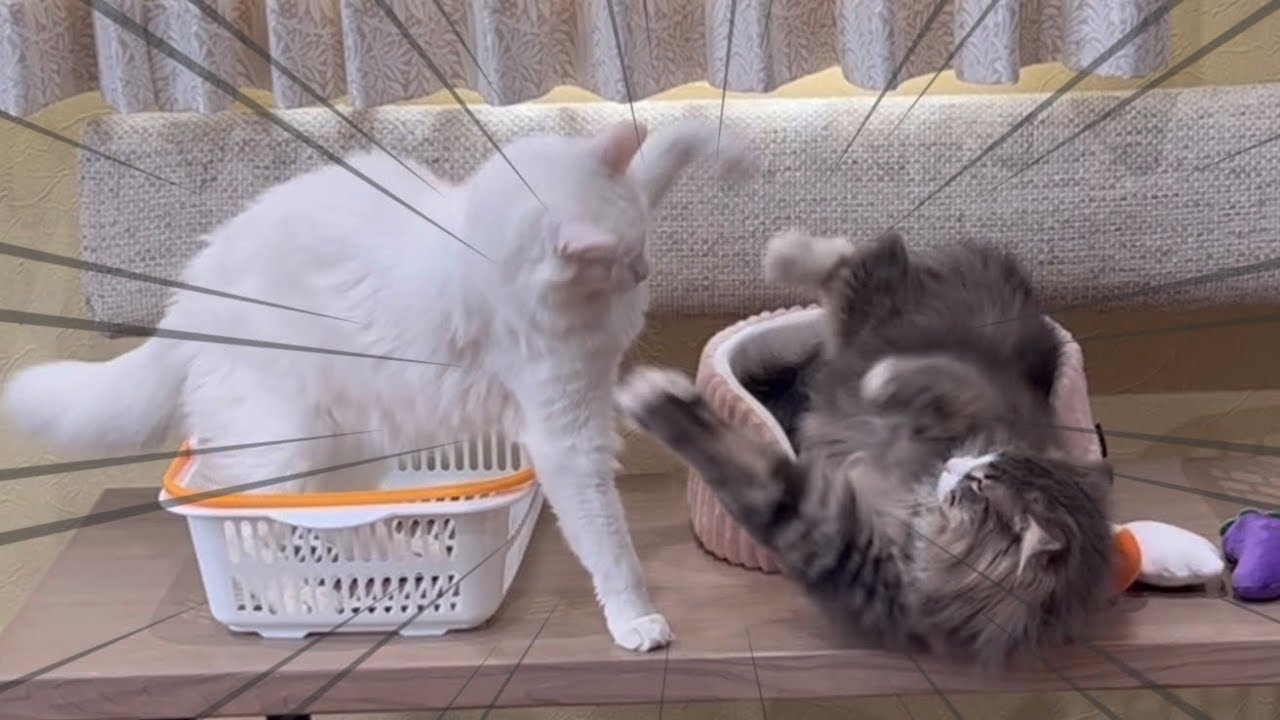 【大暴れ】体重測定中にやりたい放題な、ノルウェージャンフォレストキャットとターキッシュアンゴラwww