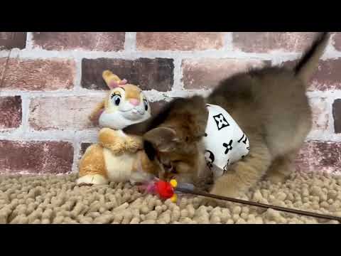 ソマリ　♂ 12/22