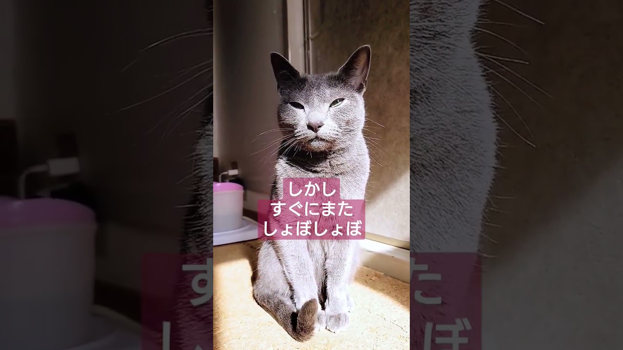 【猫動画】嫁の会話に付き合ってくれるロシアンブルー #short #russianbule