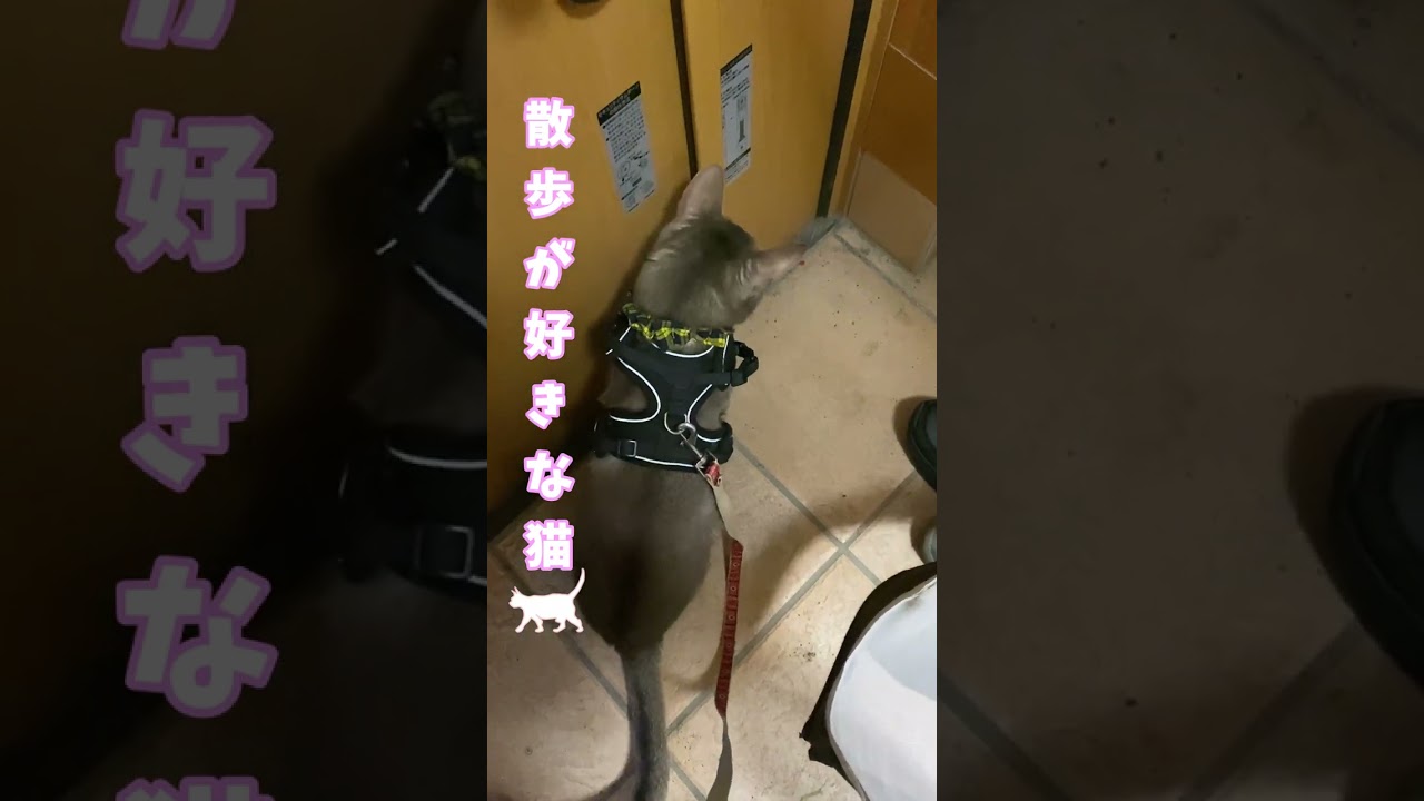 (アビシニアン) 散歩が好きな猫　勢いよく家を飛び出します #shorts