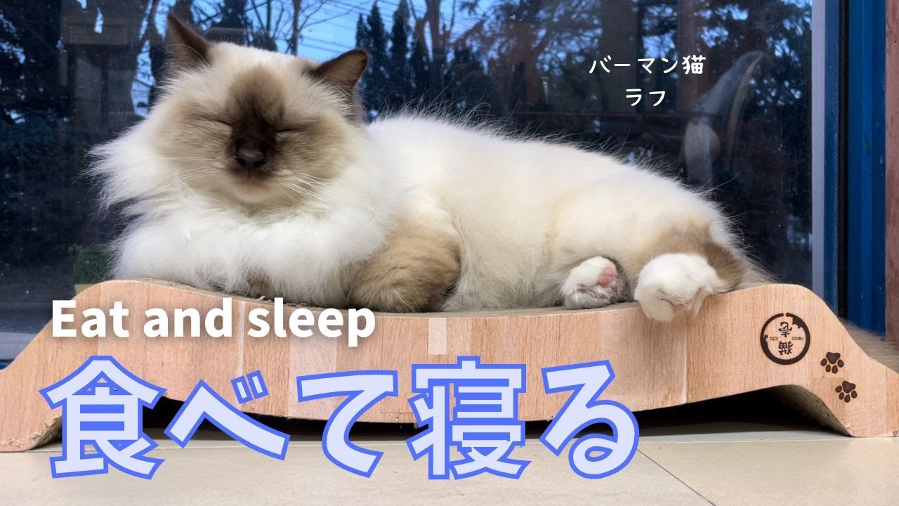 バーマン猫ラフ【食べて寝る】Eat and sleep（バーマン猫）Birman/Cat