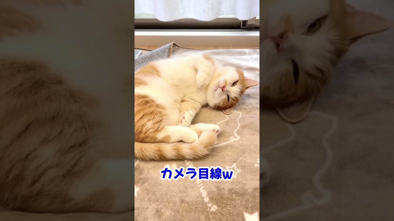 ねこの昼寝は意外と忙しいらしい【短足マンチカン】