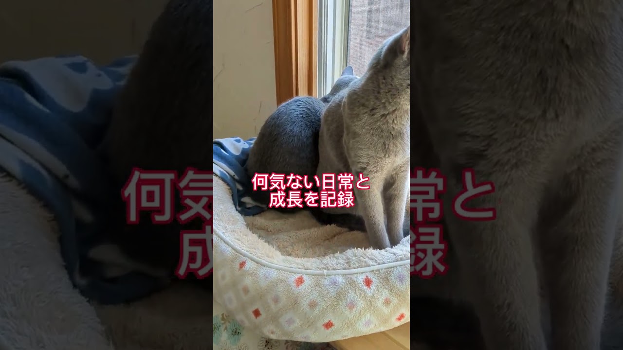 ライブ配信しています💗よろしくニャン🐈‍⬛💕  #ロシアンブルー #russianblue #子猫