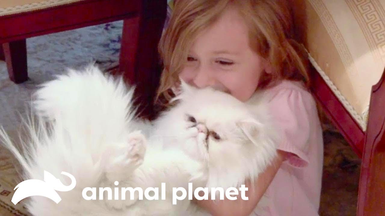 猫ヘルパーS6 | Ep.3 | My Cat From Hell
