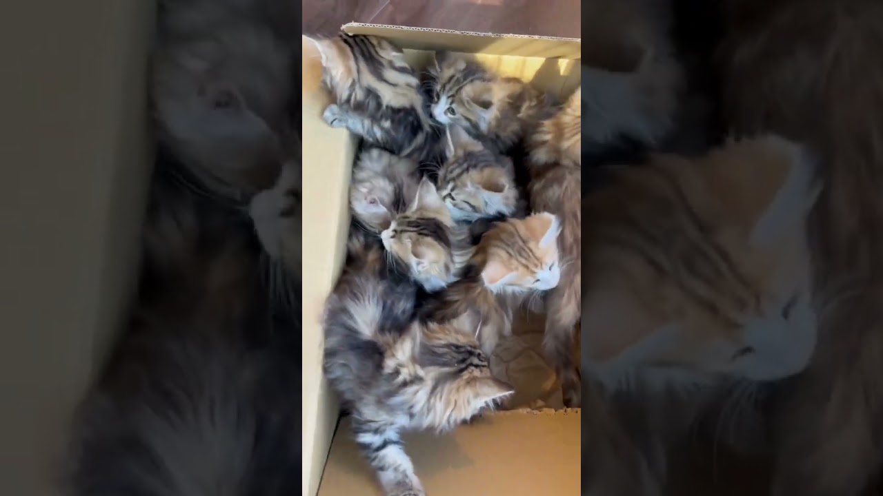 猫の日のプレゼント！？　#ノルウェージャンフォレストキャット #子猫　#猫カフェ