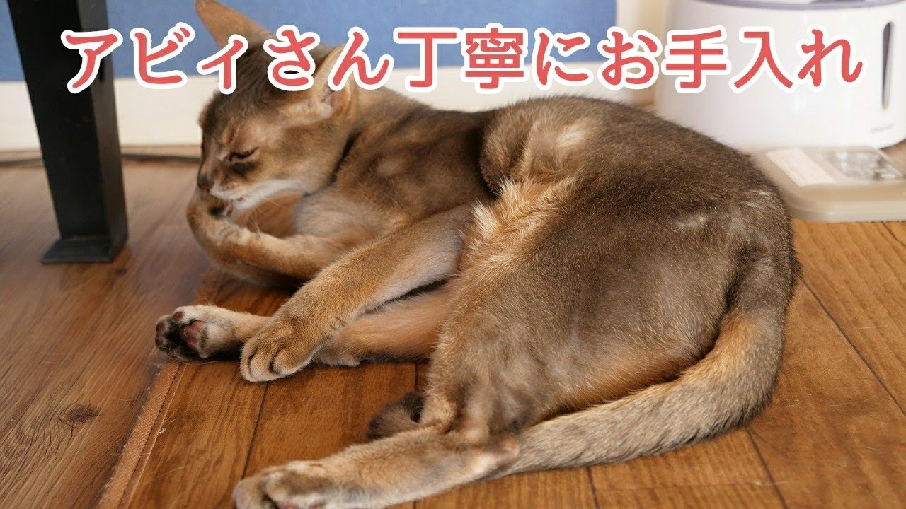 【アビシニアン】お手入れを始めるアビィさん　ネコカフェMONTA