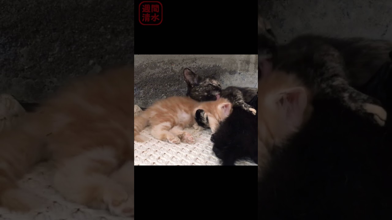 毛繕いされる茶トラの子猫 黒猫の子猫 かわいい #shorts Cute kittens.cats