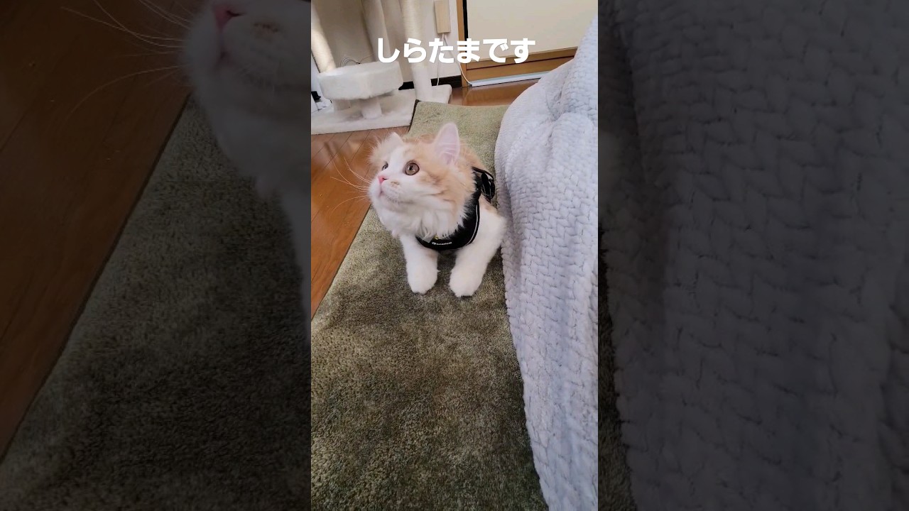 【子猫】いつもとちがう猫#ラガマフィン #猫動画 #cat #shorts