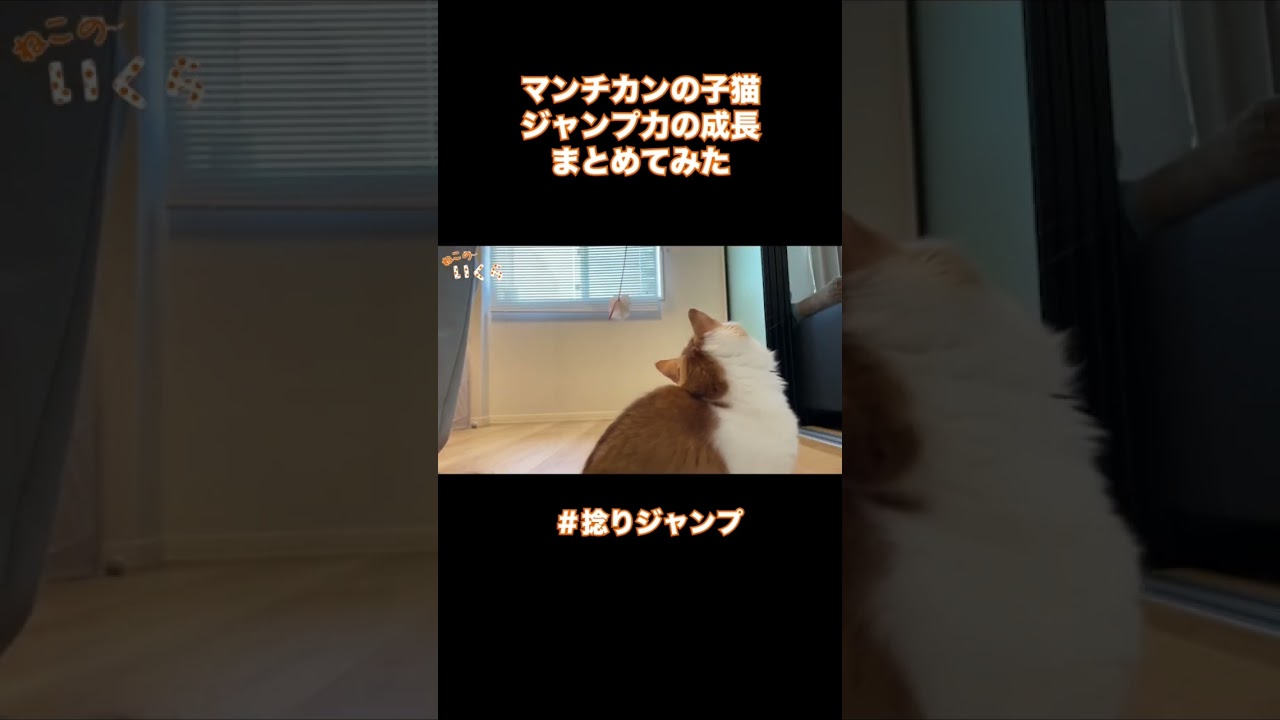 ジャンプ力の成長が著しい猫がこちらです…#マンチカン #子猫