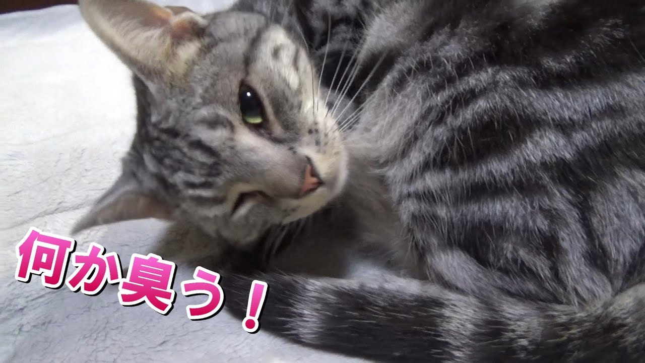 またたびに超反応（アメリカンショートヘア）