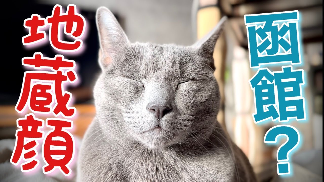ロシアンブルー | 猫の身体で好きな部位5選 [Russian Blue cat Kotetsu] 5 favorite parts of a cat's body