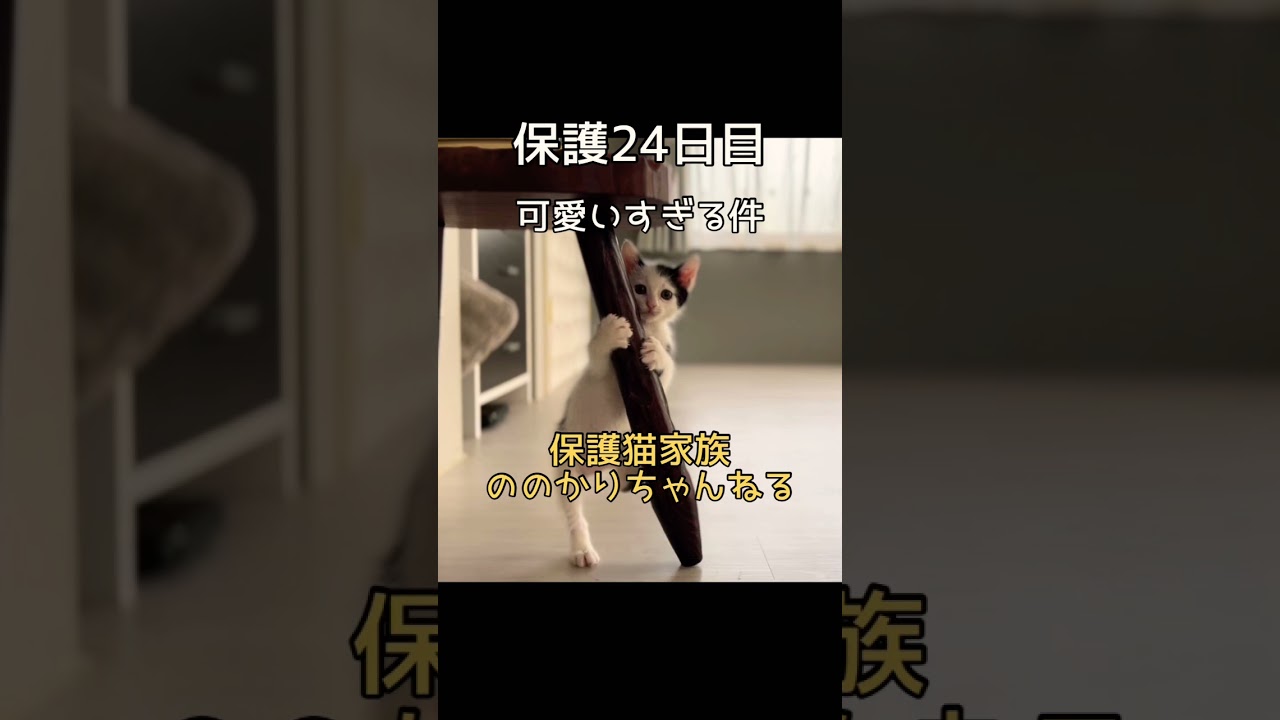 【保護猫 子猫】小猿のような保護子猫が可愛いすぎる件☆#shorts #保護猫
