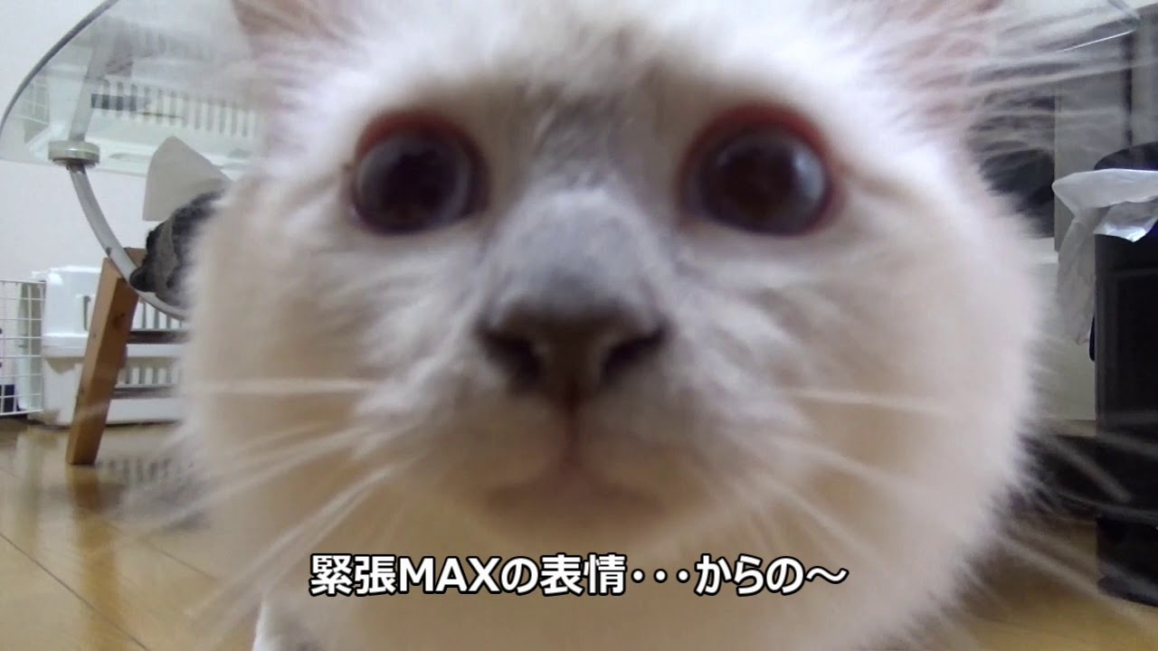 バーマン猫のミーシャ 　 初めてのおうち