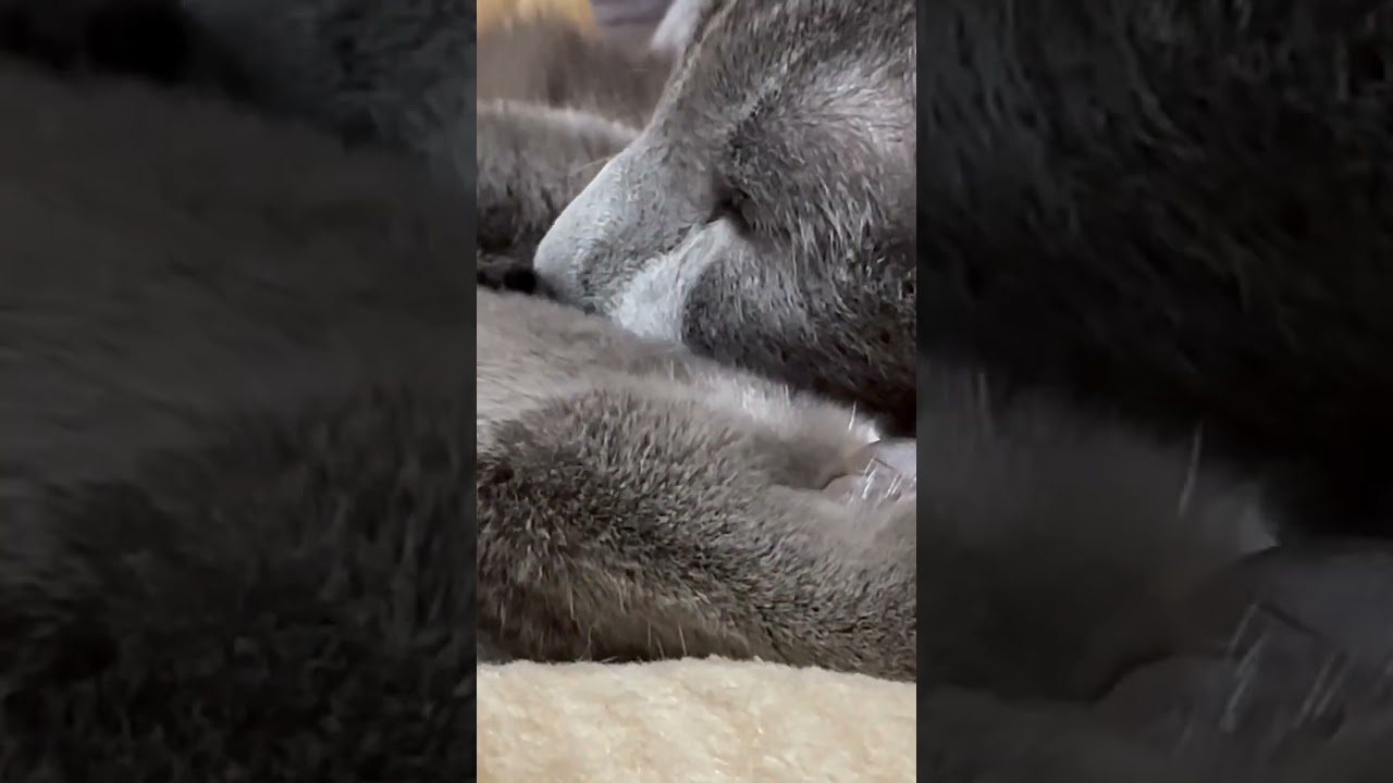 【ロシアンブルー】めろん、ニャンニャンニャンの日💗いつもどおり..穏やかに過ごせたね😊【猫】#shorts