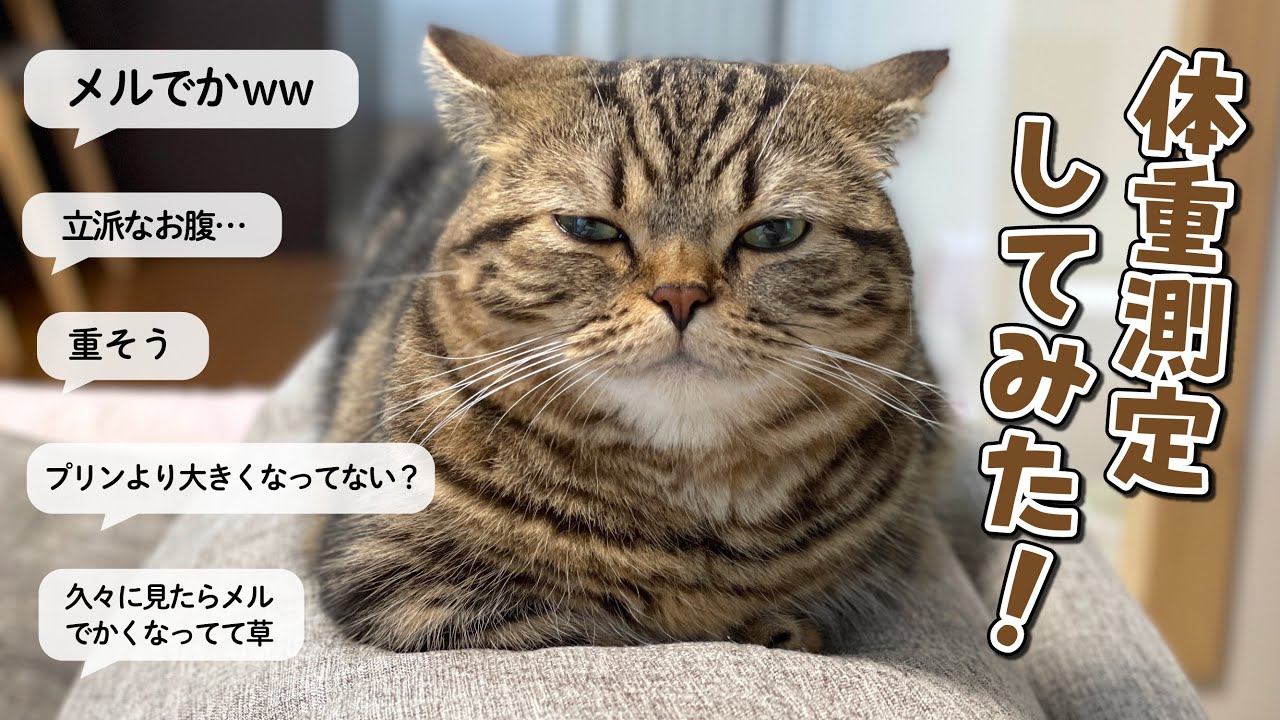 でかくなったと噂の弟猫の体重測定してみた！