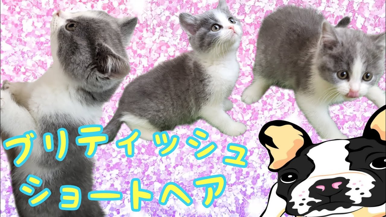 ブリティッシュショートヘア・子猫【川崎小田栄店】
