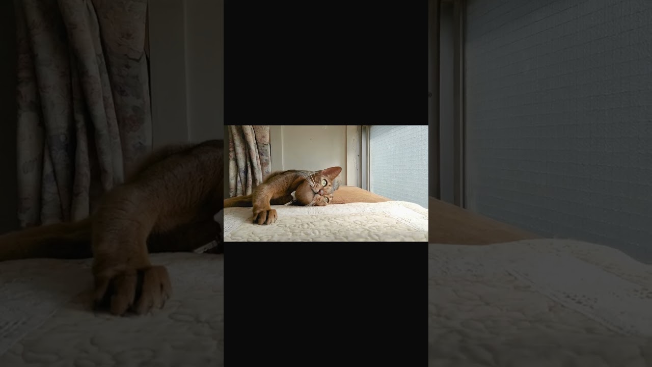 ネコ動画あび#427　#shorts　あびの毎日　アビシニアン　あび