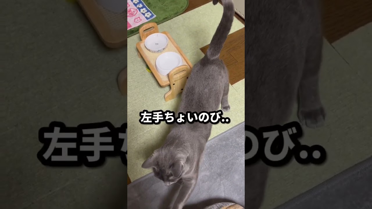 【ロシアンブルー】めろん今日もおねだりいっぱい😊【猫】#shorts