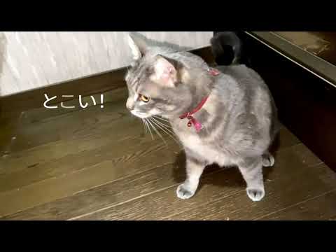 どんとこい！パコパコパピコの猫