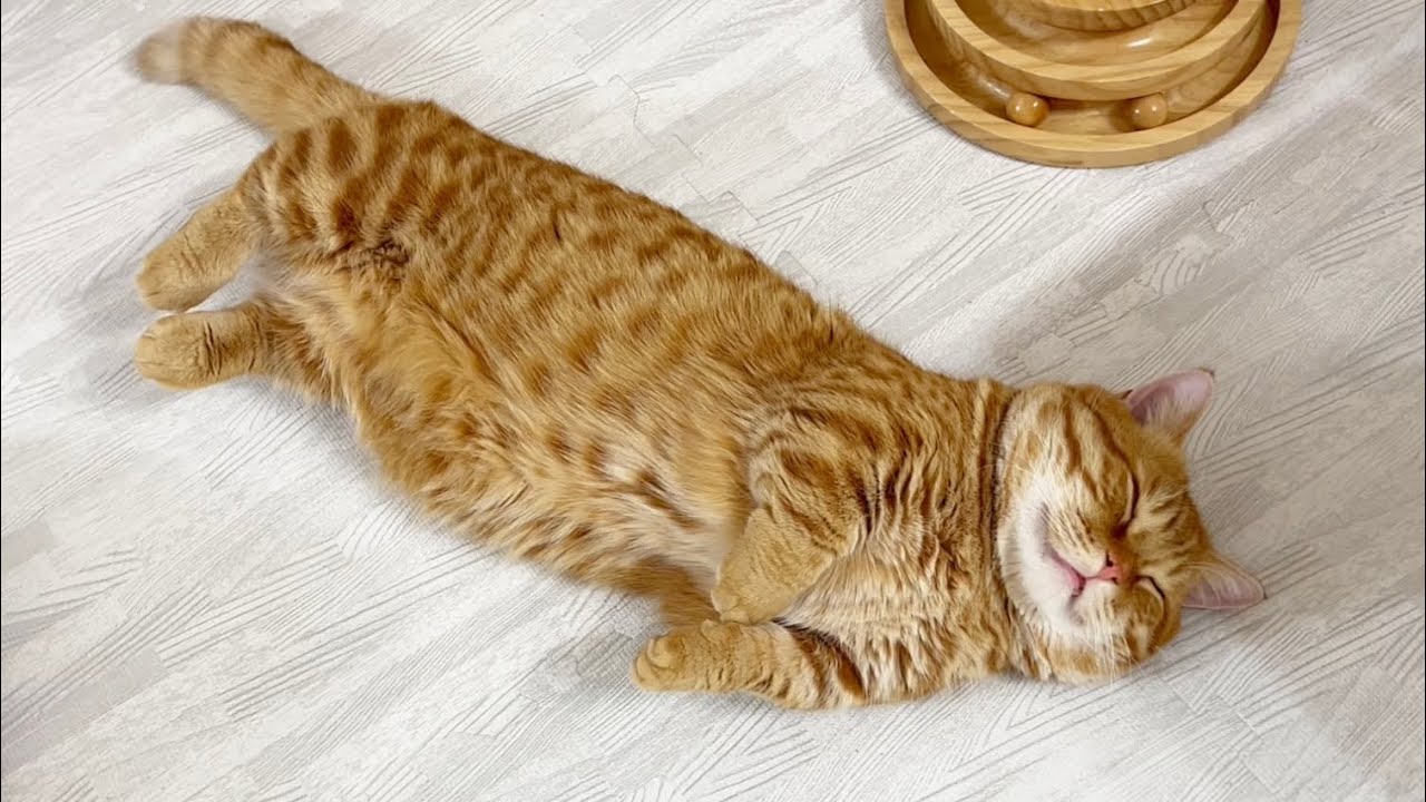 【ちょっと感動】部屋の真ん中で寝てるぽちゃくんが『にゃ！』っと鳴くとまさかの...！