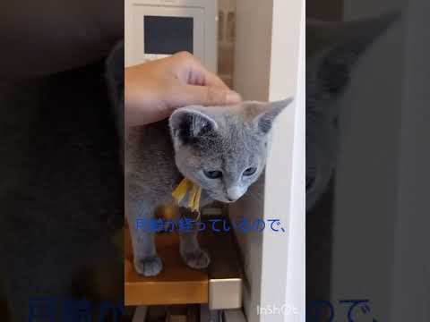 ロシアンブルー ブルーの女の子♡