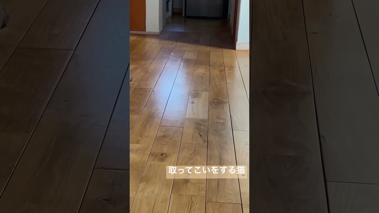 取ってこいをする猫🐈　#セルカークレックス  #子猫