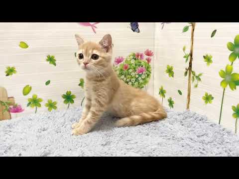 Coo&RIKU　No584396 ブリティッシュショートヘアー