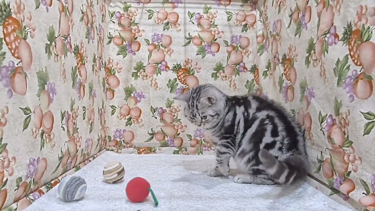 アメリカンショートヘア シルバータビーの女の子。