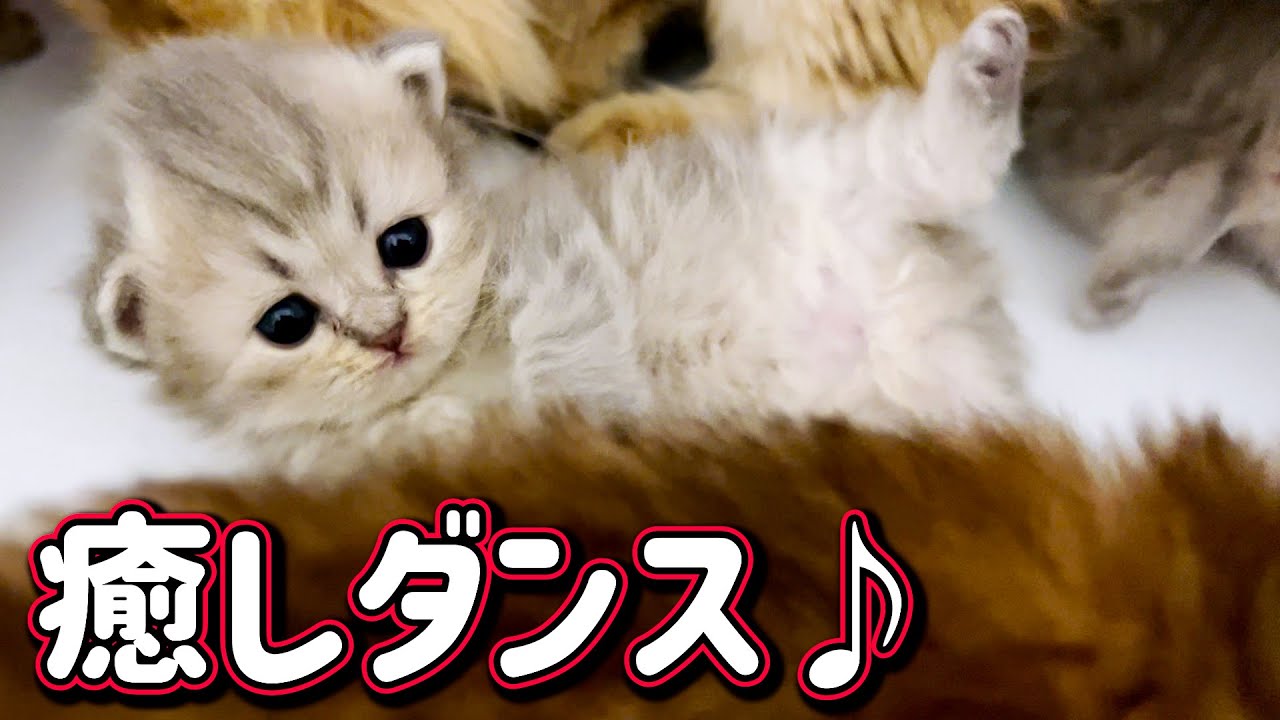 【ペルシャの子猫】赤ちゃんのコロコロ癒しダンスがたまらん件 ∼猫のいる生活Vol.629∼ 出産動画 マンチカン短足・ミヌエット・ペルシャ猫専門ブリーダー『ペット蔵人』【子猫の成長記録】