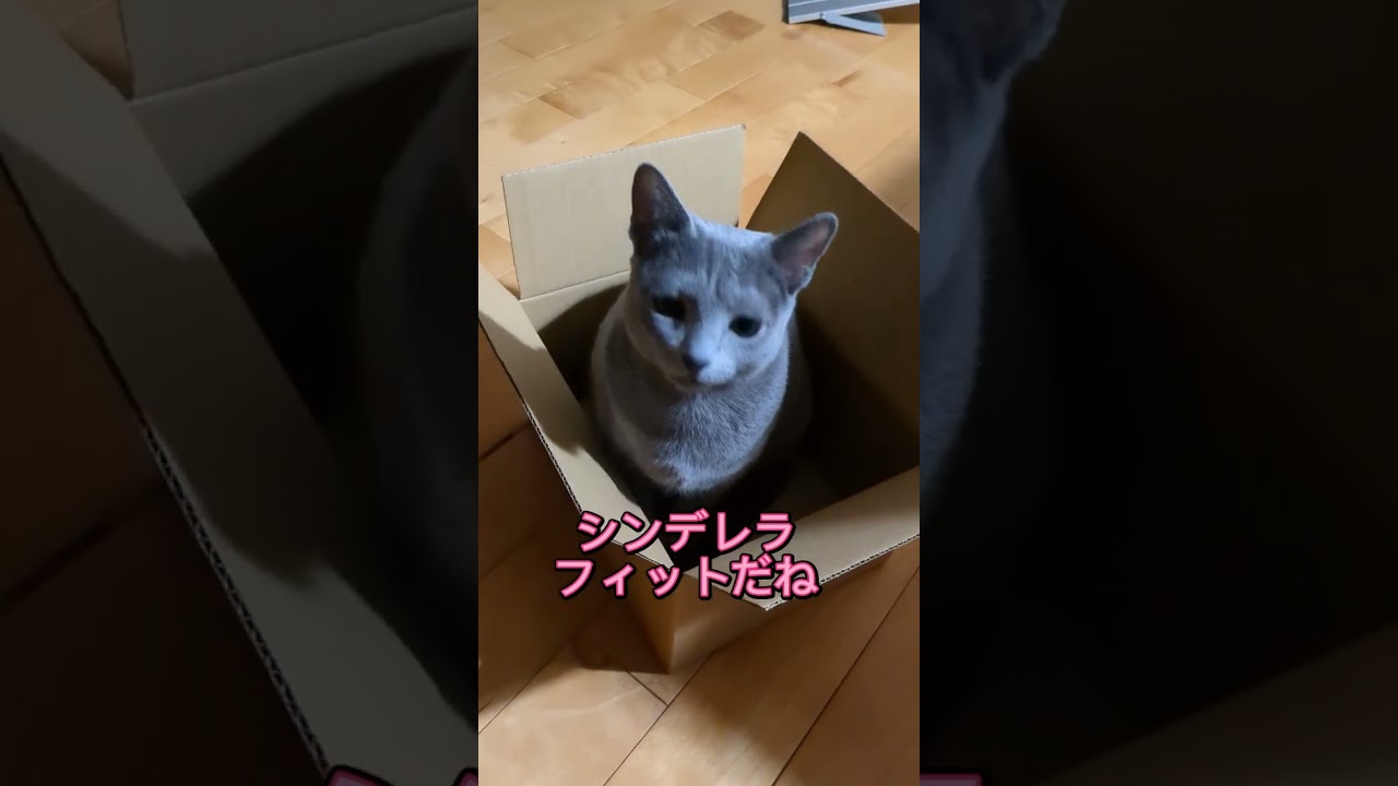 シンデレラフィット🐈‍⬛💗 #ロシアンブルー #russianblue #猫