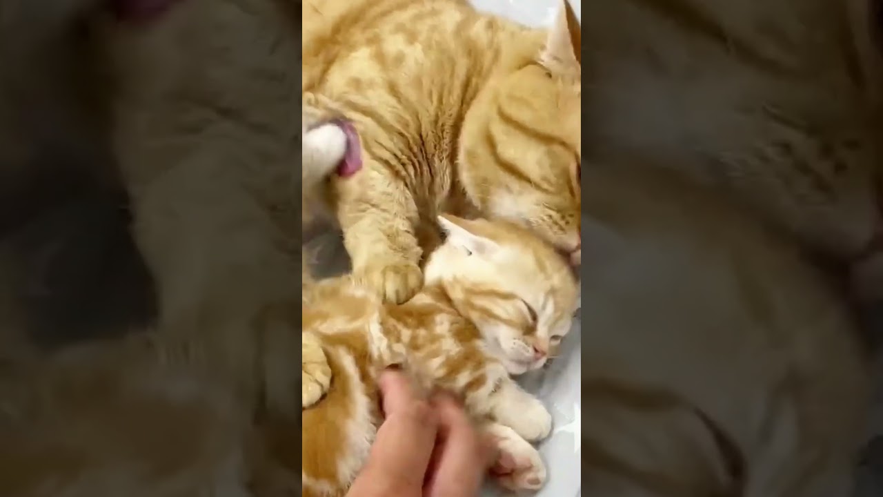 お父ちゃんとお兄ちゃんにいい子いい子される赤ちゃん子猫。 #shorts
