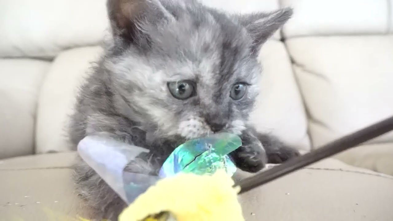 セルカークレックス子猫　2023.1.5産まれ 　ブラックスモークタビー　男の子　シーダキャット猫のお店　Selkirk Rex