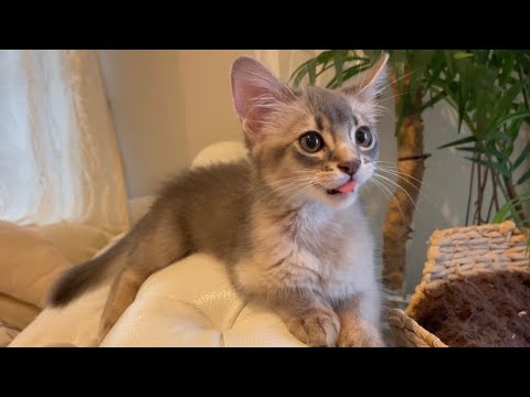 戯れてたら喧嘩になっちゃった❣️【ソマリ】