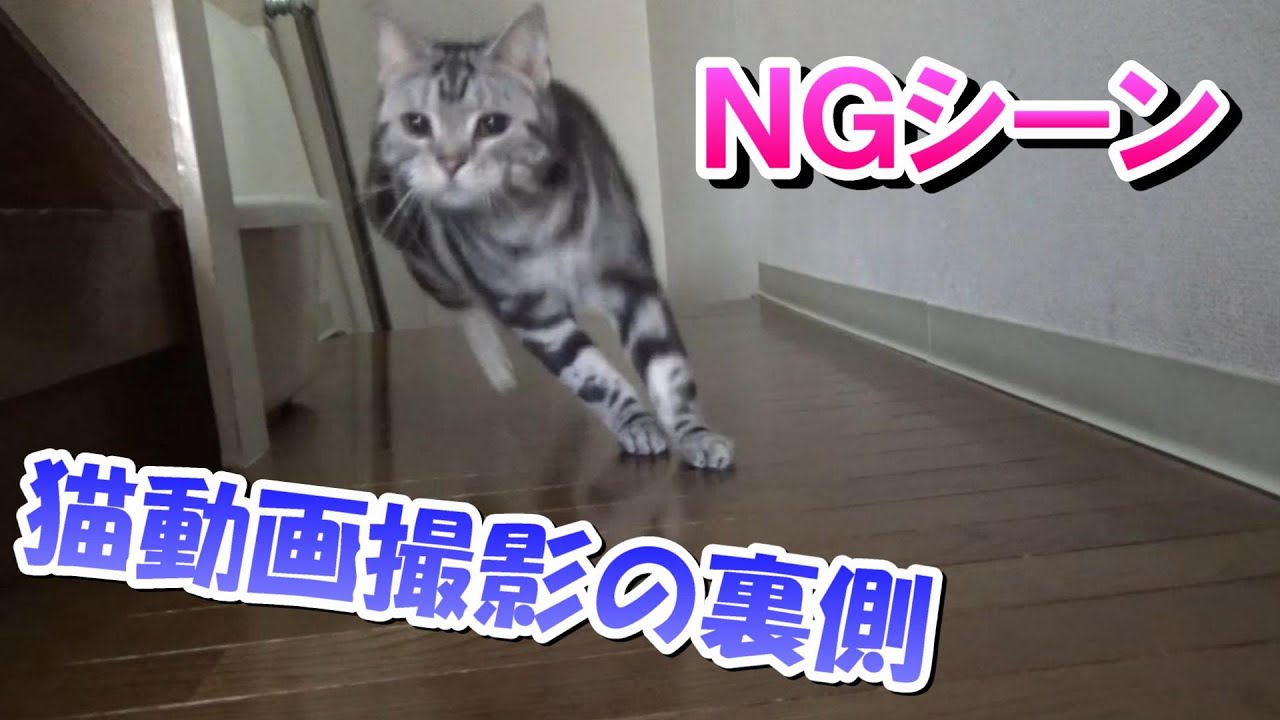 猫動画撮影の裏側！NGシーン集！（アメリカンショートヘア）