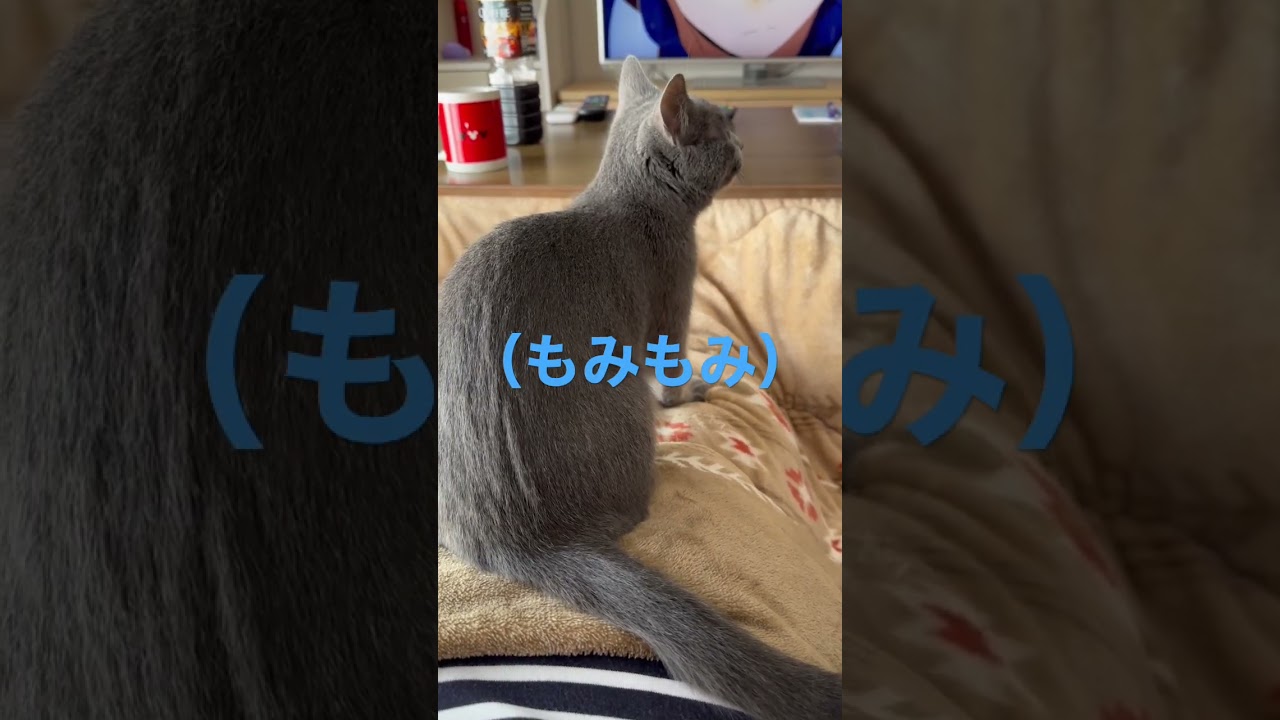 パパの声がキモいと思う猫（ロシアンブルー）#shorts
