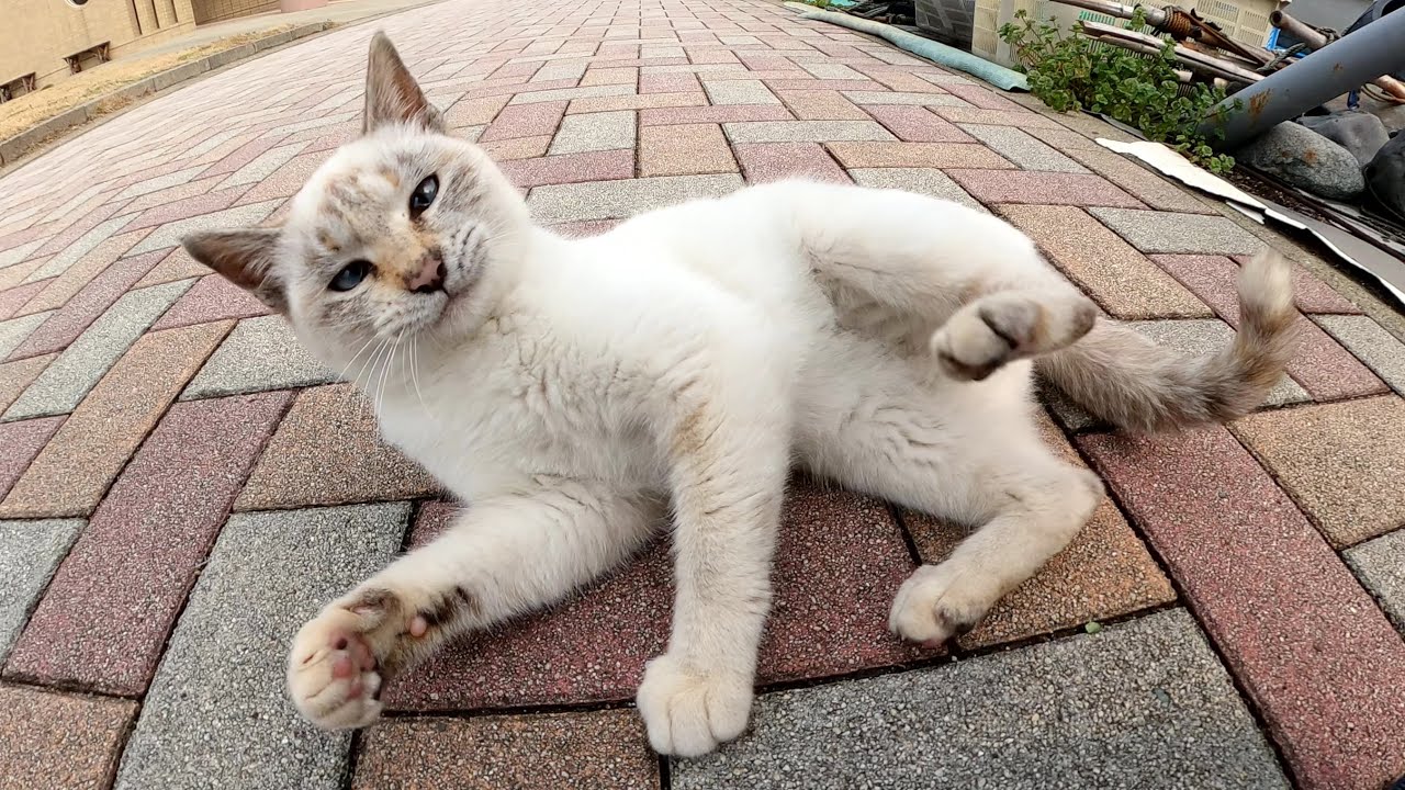 モフろうとした手を掴まえてじゃれついてくるシャム猫が可愛すぎる！